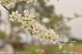 李子花