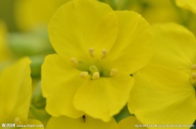 油菜花