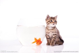 猫和鱼