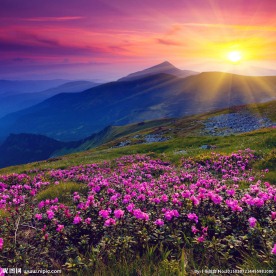 杜鹃花