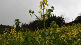 油菜花