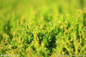 绿色植物