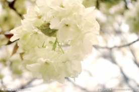 春天梨花