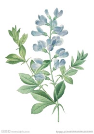花卉手绘-矢量图