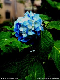 蓝色的绣球花