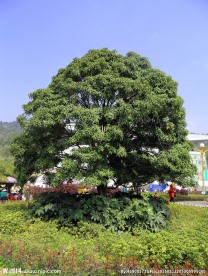 蓝天绿树