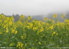 婺源 油菜花