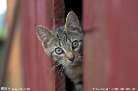 小猫