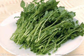 西洋菜