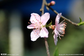 桃花特写