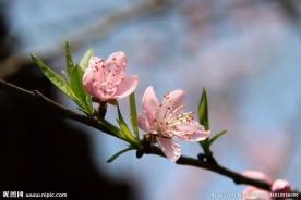 桃花特写