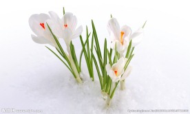 水仙花