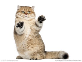 猫咪
