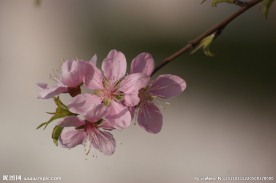 桃花高清摄影