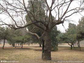 树枝