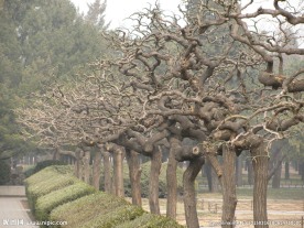 树枝