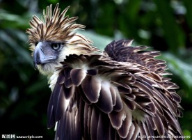 菲律宾鹰