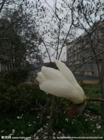 玉兰花