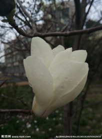 玉兰花