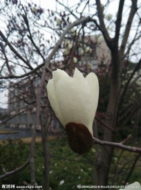 玉兰花