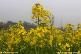 油菜花摄影