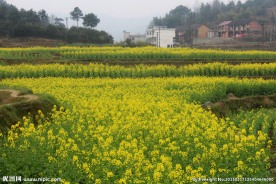 油菜开花