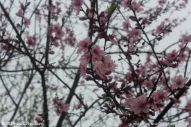 桃花枝