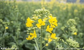 油菜花