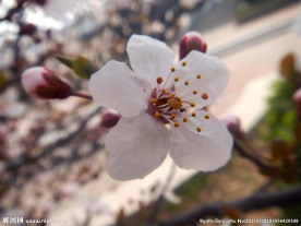 紫叶李
