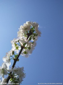 李子花特写图片
