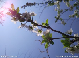 李子花特写图片