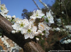 李子花特写图片