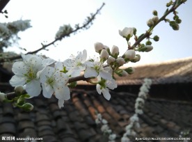 李子花特写图片