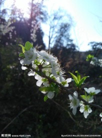 李子花特写图片