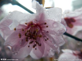 粉红花