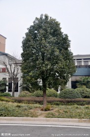 香樟