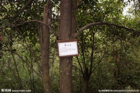 江西小武当山甜槠