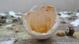 蛋壳