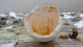 蛋壳