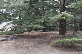 松树