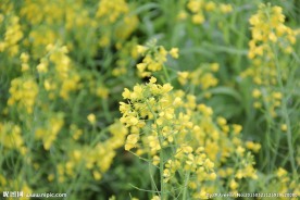 油菜花