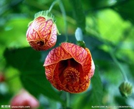 风铃花