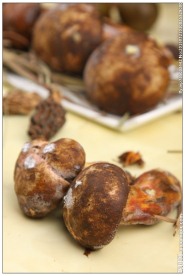 鲜牛肝菌