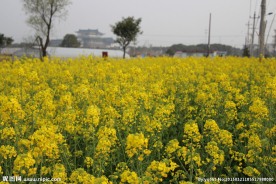 油菜花地