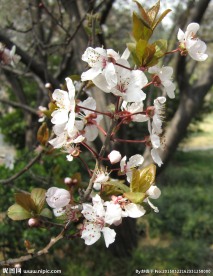 紫叶李