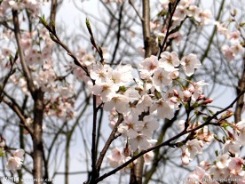 樱花