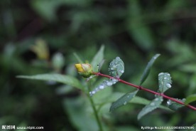 雨珠 水珠摄影图
