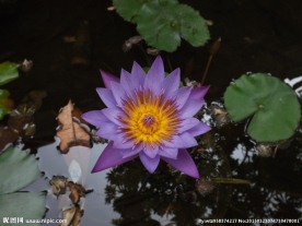 莲花 园林 水塘