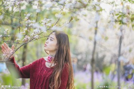 樱花树下