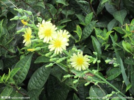 小雏菊